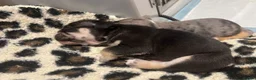 English Bulldog dogs for sale: BEAUTIFUL ENGLISH BULLDOGS  - Advert 14