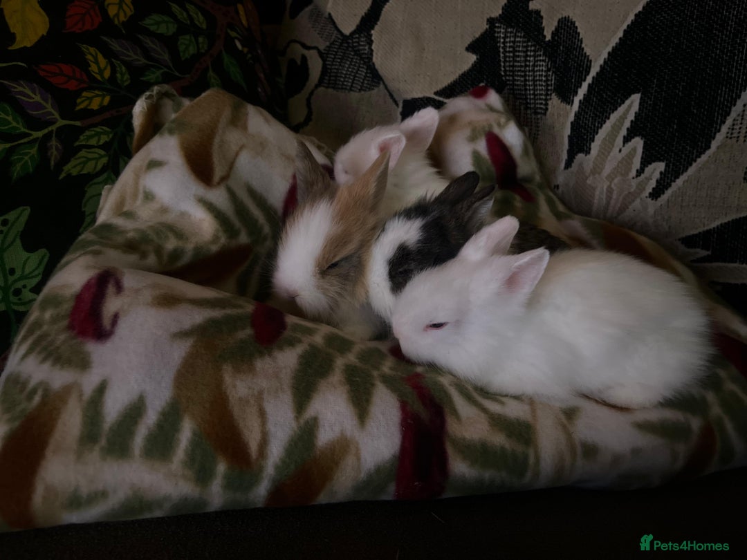 Lionhead rabbits for sale: Double-Maned Lionhead’s for sale 🐰❤️ - Image 2