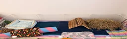 Guinea Pig rodents for sale: Bonded female guinea pigs for sale with cage - Advert 8