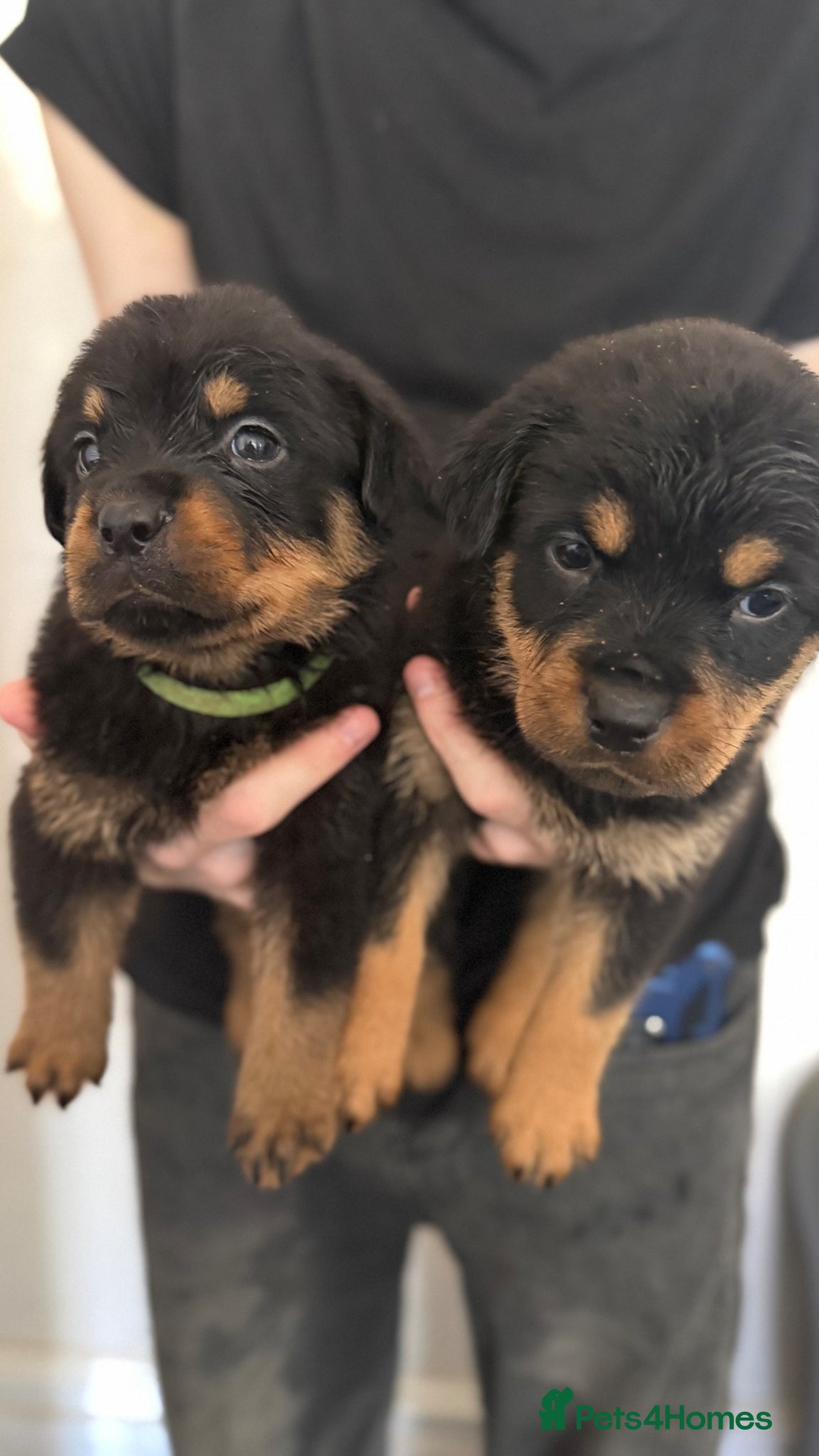 Rottweiler dogs Only 3 Beautiful Rottweiler Pups Ready in 2 weeks  - Advert 1