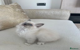 Ragdoll cats for sale: Bella,jordan,gucci,lylia - Advert 4