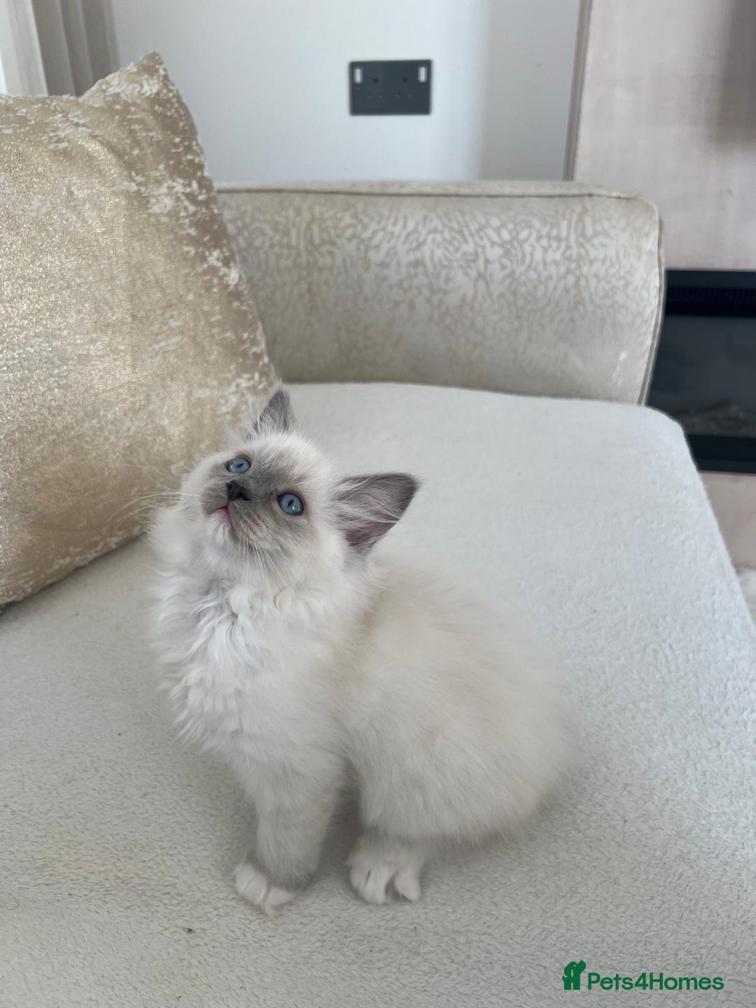 Ragdoll cats for sale: Bella,jordan,gucci,lylia - Advert 4