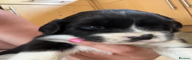 Mixed Breed 3