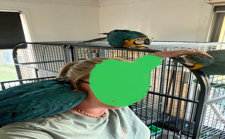 Macaws birds - Advert 1