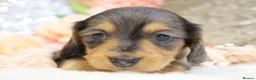 Miniature Dachshund dogs for sale: KC Longhair Miniature Dachshund Puppies - Advert 5