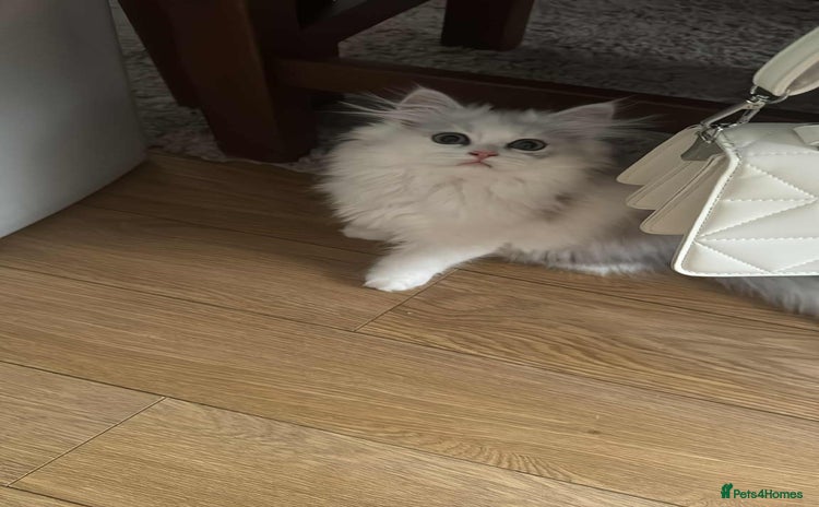 Persian cats - Advert 2