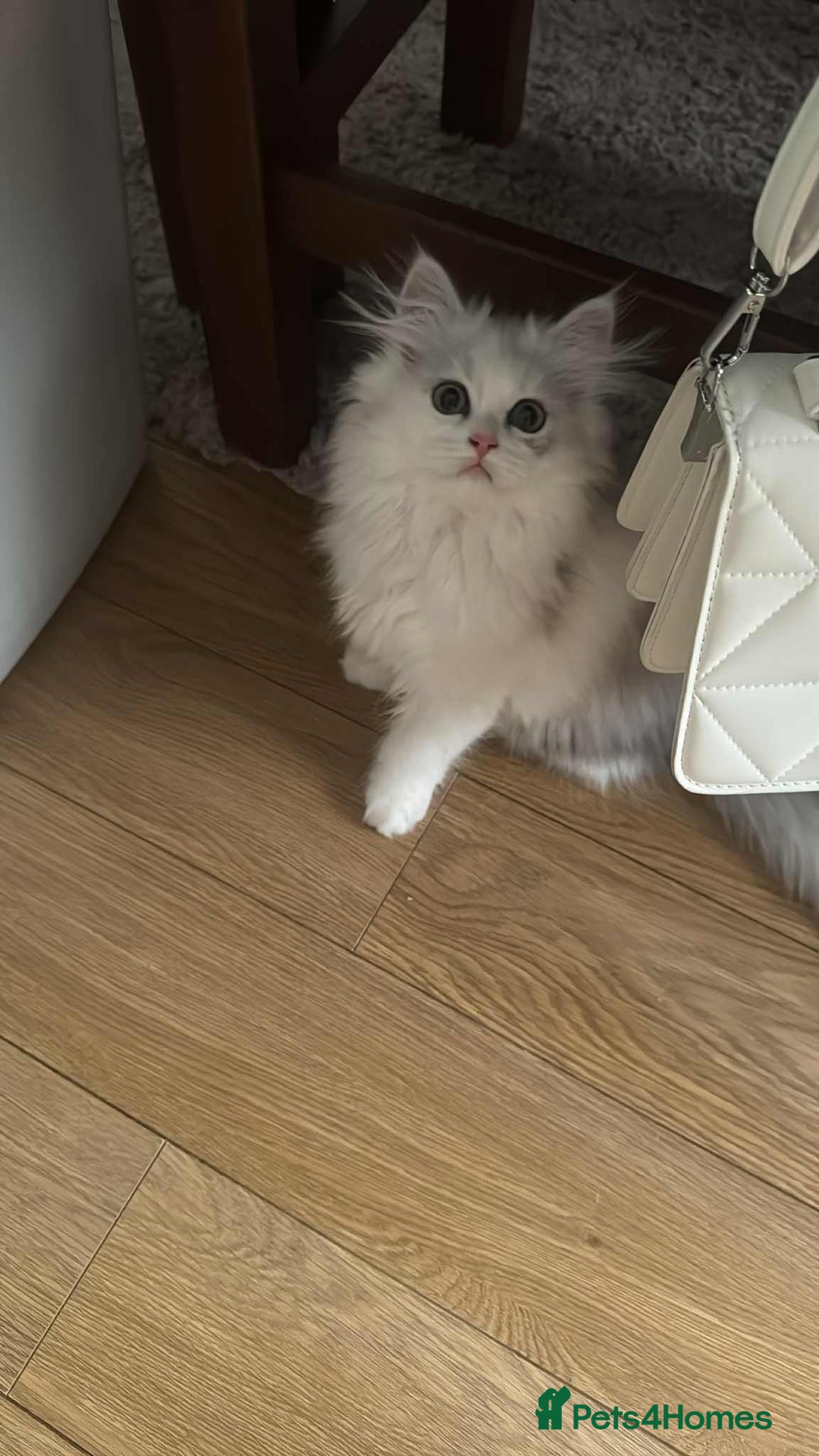 Persian cats for sale: Persian kittens, 1 white/gray girl - Image 3