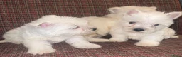 West Highland Terrier dogs for sale: West Highland terrier puppies  - Advert 6