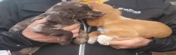 Cocker Spaniel dogs for sale: STUNNING COCKER SPANIEL PUPS  - Advert 4