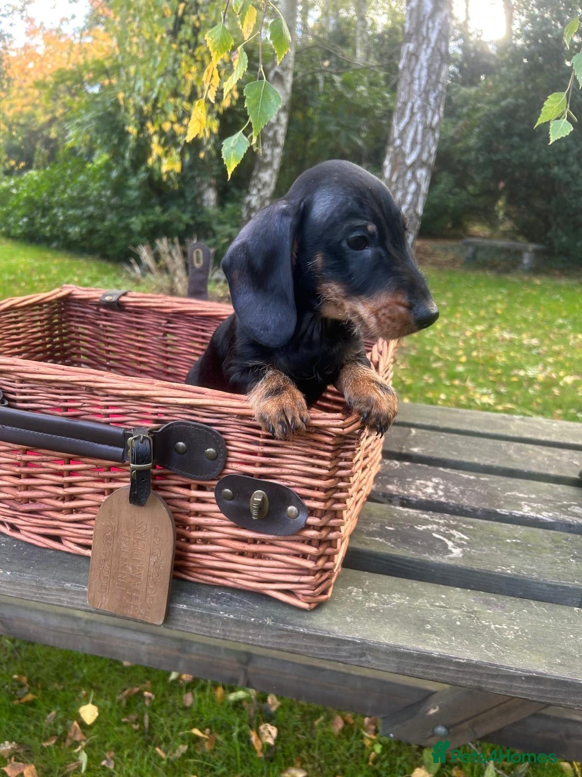Miniature Dachshund dogs for sale:  🐾 Miniature Dachshund Puppies 🐾 - Advert 2