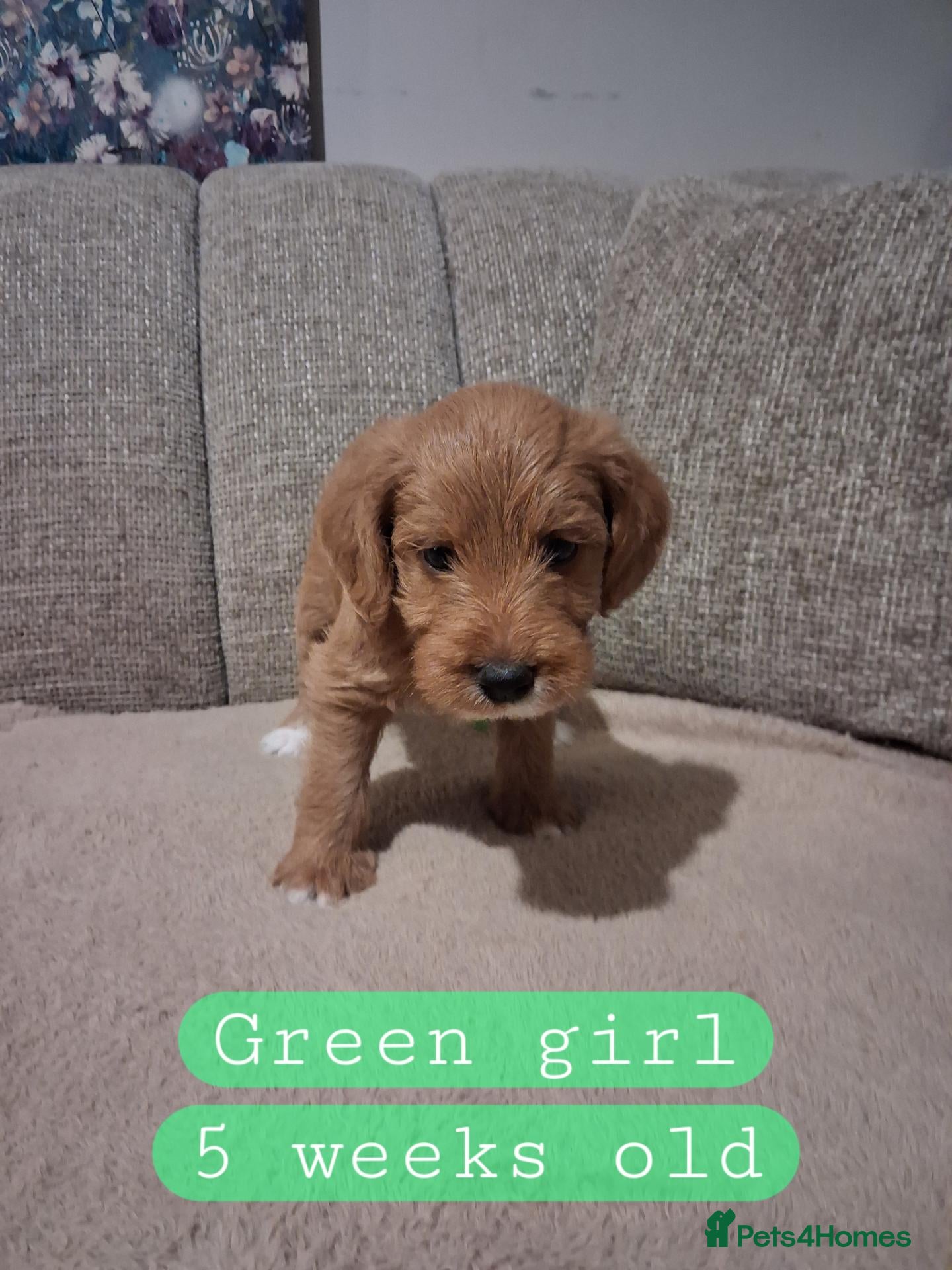 Australian Labradoodle dogs Miniature Australian labradoodles - Advert 2