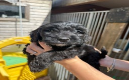Sproodle dogs for sale: F1 Sproodles for Sale - Image 27
