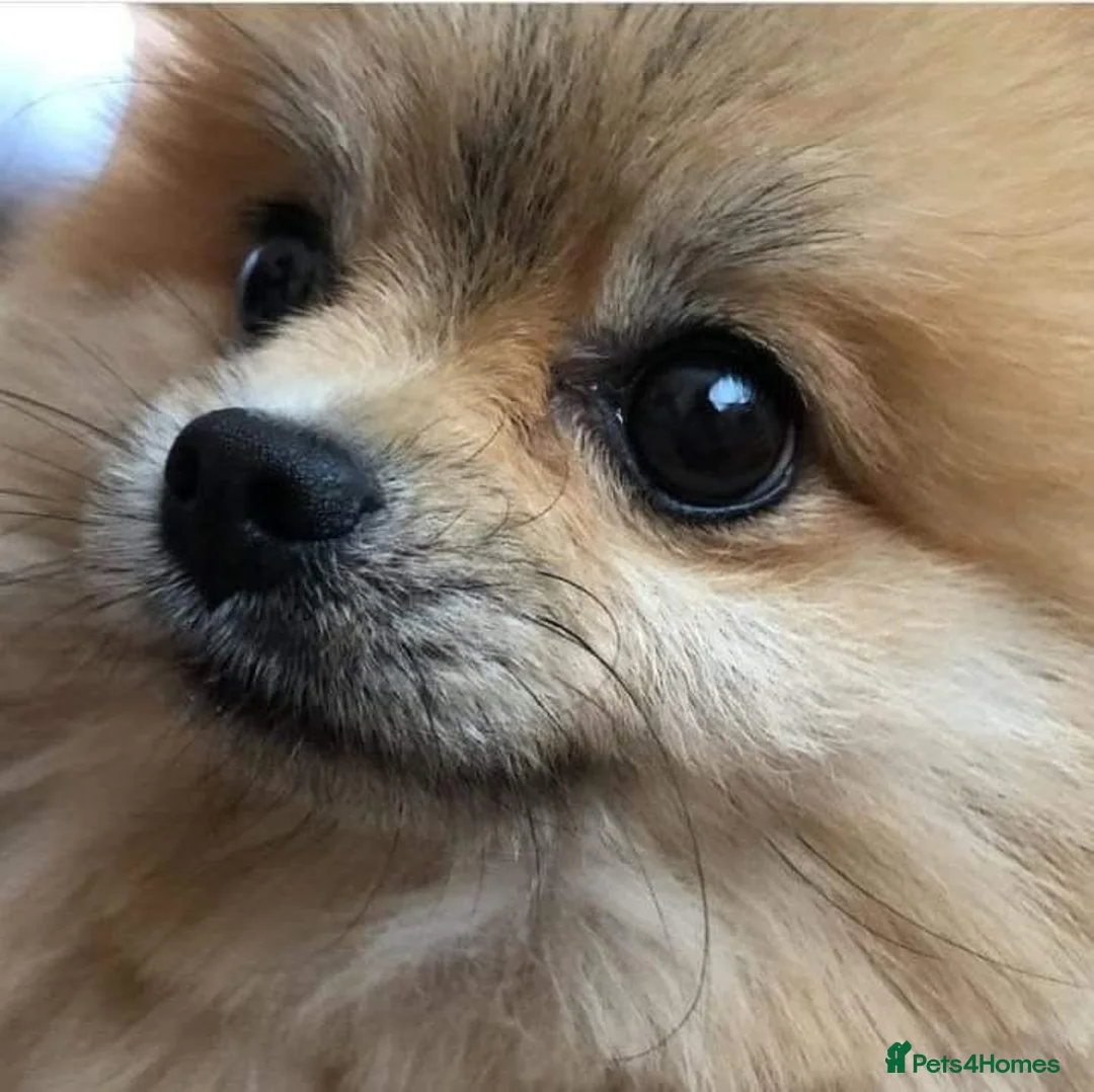 Pomeranian dogs for stud: Pomeranian KC registered  in Wisbech - Advert 1