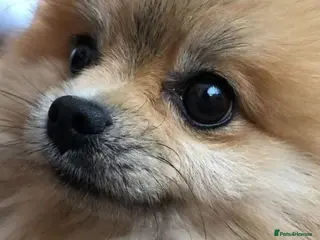 Pomeranian dogs Pomeranian KC registered - Advert 3