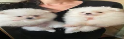 Pomeranian dogs for stud: HIGH QUALITY HALF KOREAN LINE  BOY FOR STUD - Advert 31