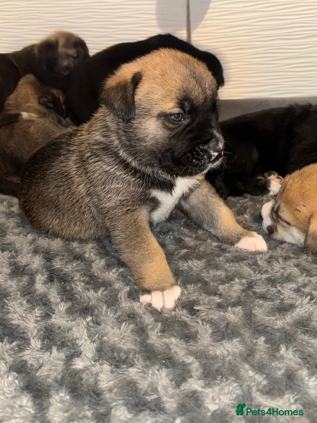 Mixed Breed dogs for sale: 10 beautiful puppies canecorso X huskyakita - Advert 18