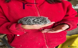 Guinea Pig rodents for sale: Texel and Lunkarya Guinea Pigs - Image 1