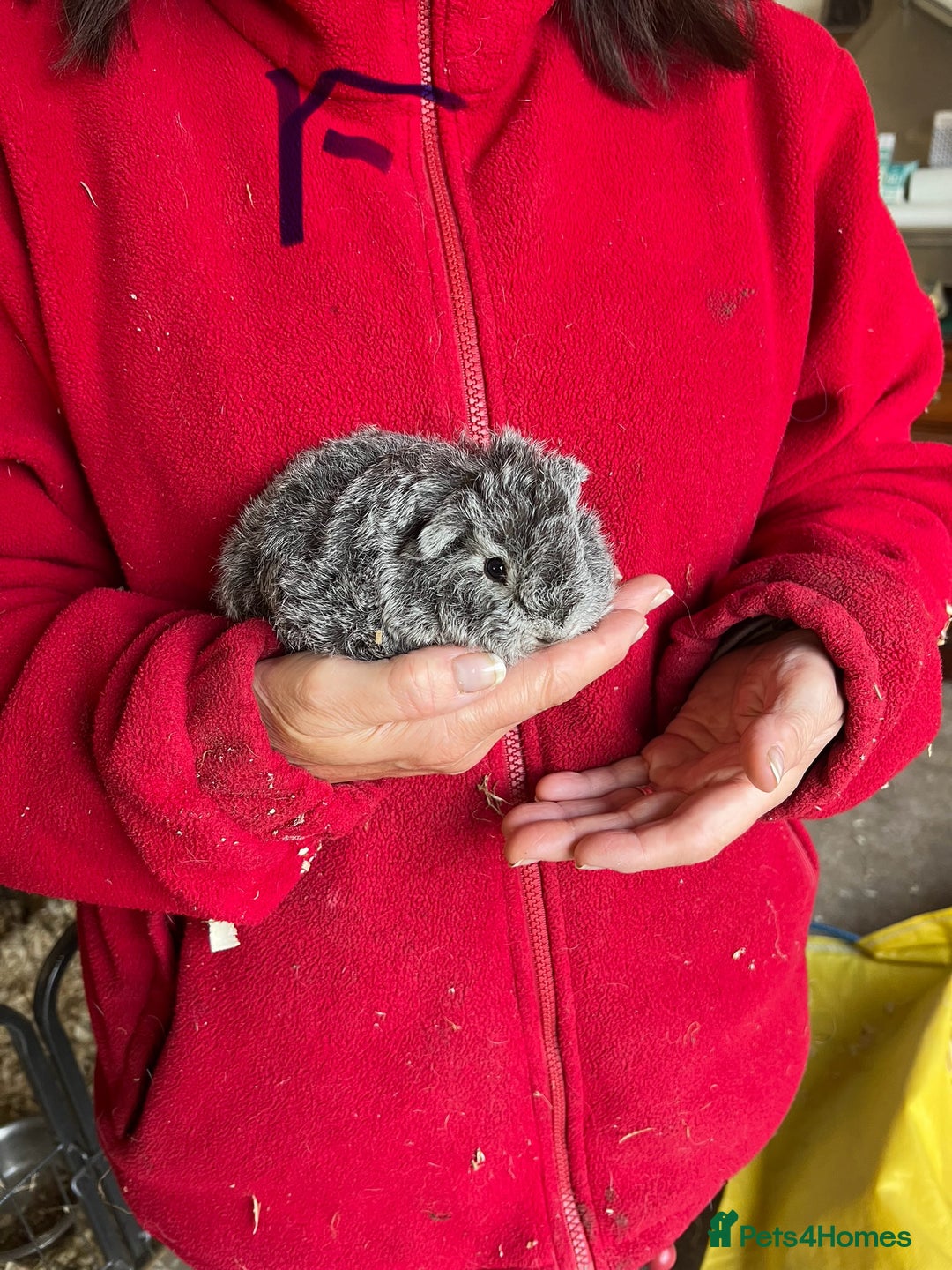 Guinea Pig rodents for sale: Texel and Lunkarya Guinea Pigs - Image 1