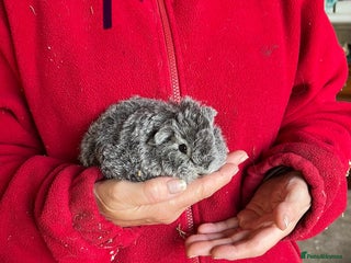 Guinea Pig rodents Texel and Lunkarya Guinea Pigs - Advert 2