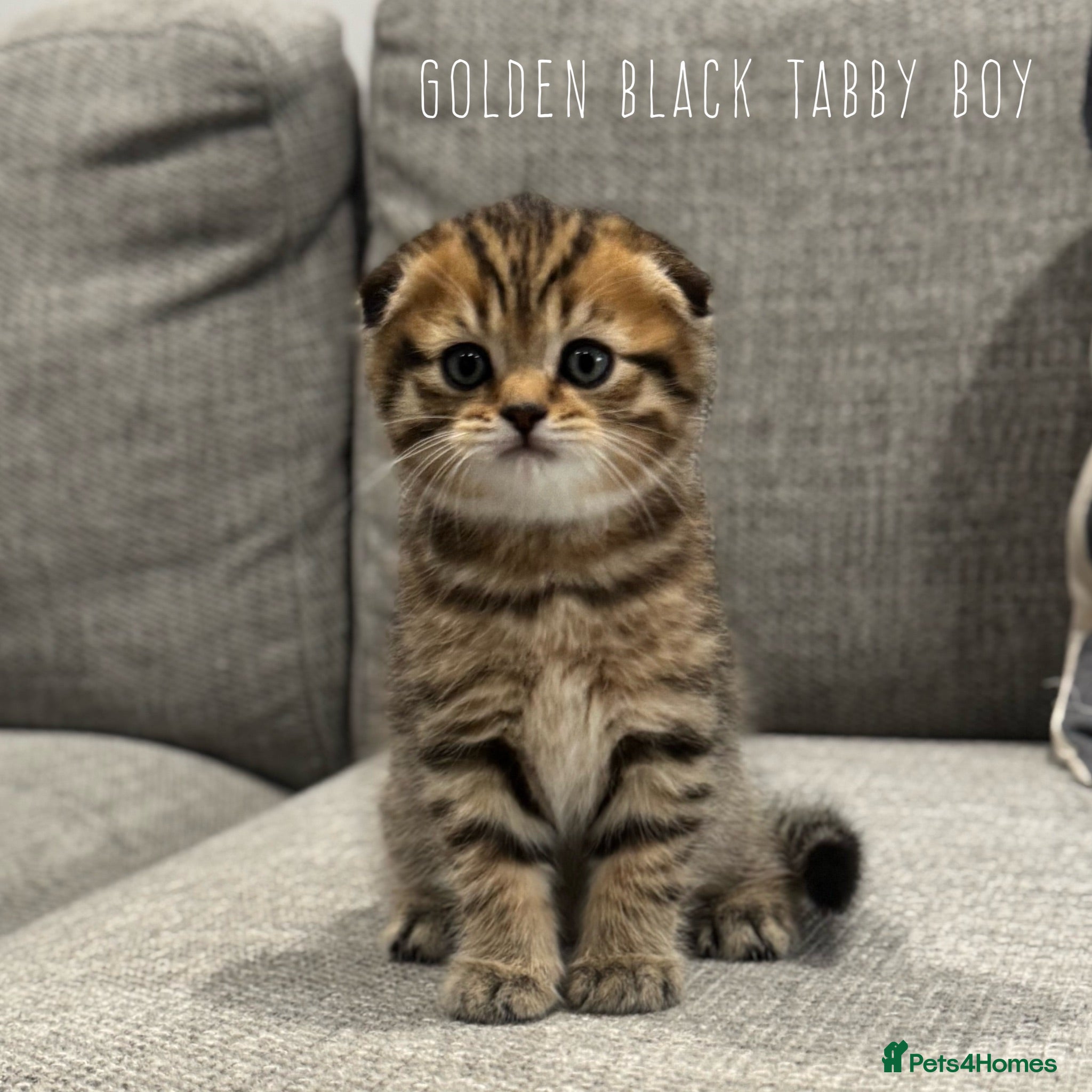 Scottish Fold cats Mackerel Boy Scottish Folds - Blue/Gold Shaded - Advert 1