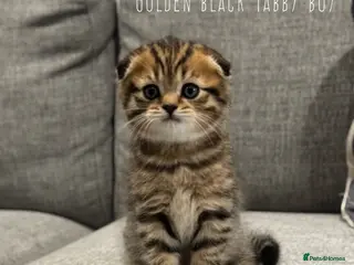 Scottish Fold cats Mackerel Boy Scottish Folds - Blue/Gold Shaded - Advert 1
