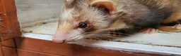 Ferret rodents for sale: Ferret for a Good Home in Deeside - Advert 3