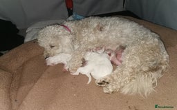 Shichon dogs for sale: Shichon girl - Image 3