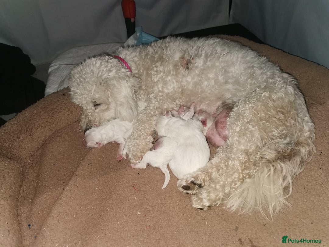 Shichon dogs for sale: Shichon girl - Image 3