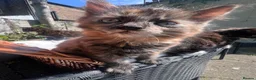 Mixed Breed cats for sale: 4 gorgeous fluffy rag doll mixed kittens - Advert 6