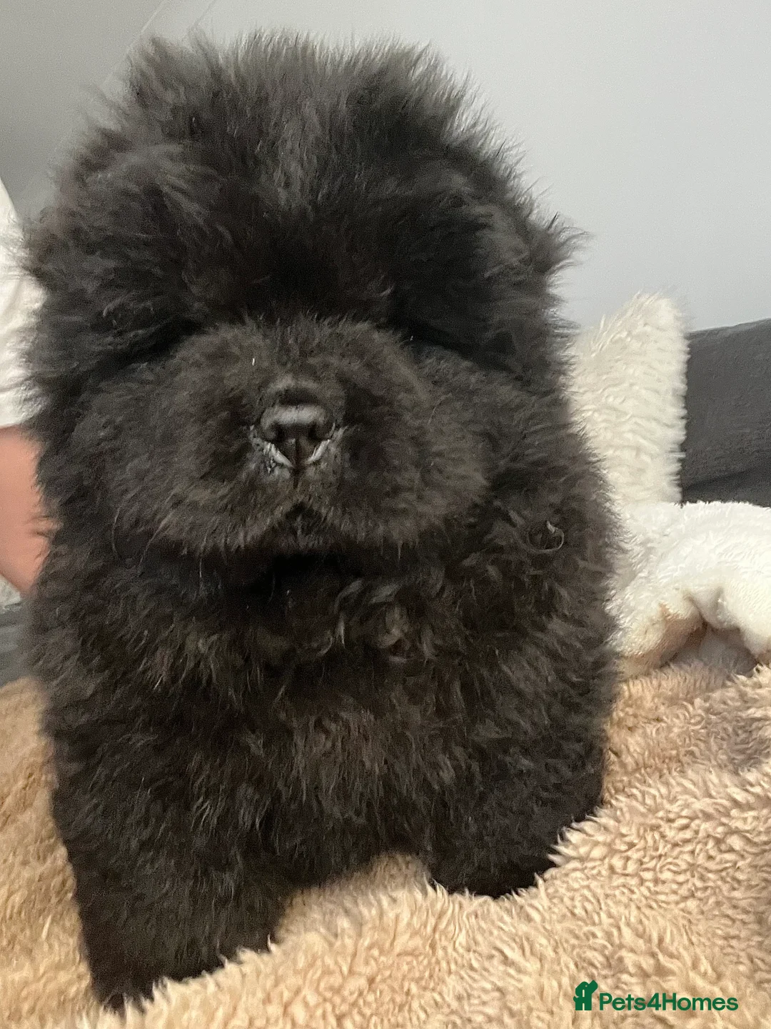 Chow Chow dogs for sale: 🧸🧸Beautiful Chow Chow Puppies🧸🧸 - Advert 11