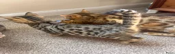 Bengal cats for sale: Stunning Bengal Kittens Only 1 left - Advert 13