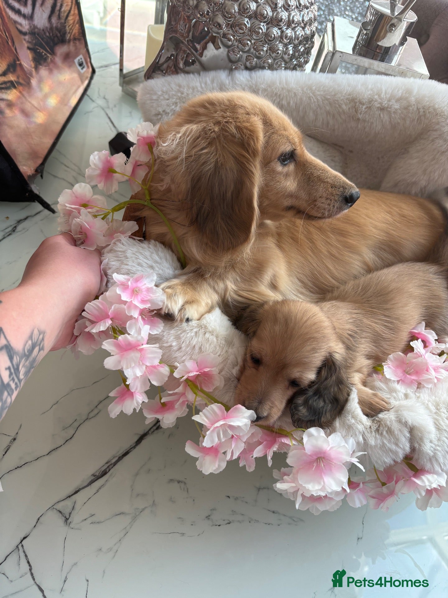 Dachshund dogs for sale: Beautiful miniature dachshunds - Advert 1