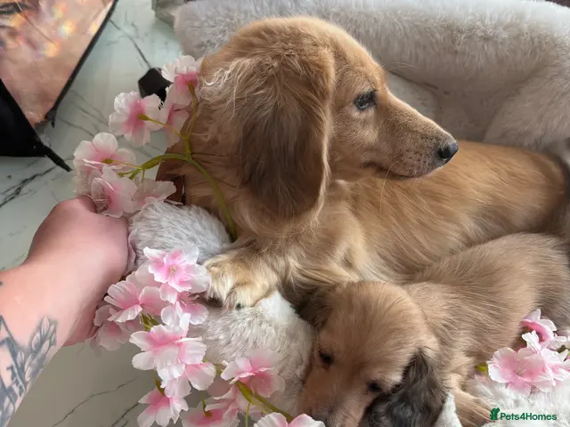 Dachshund dogs for sale: Beautiful miniature dachshunds - Advert 11