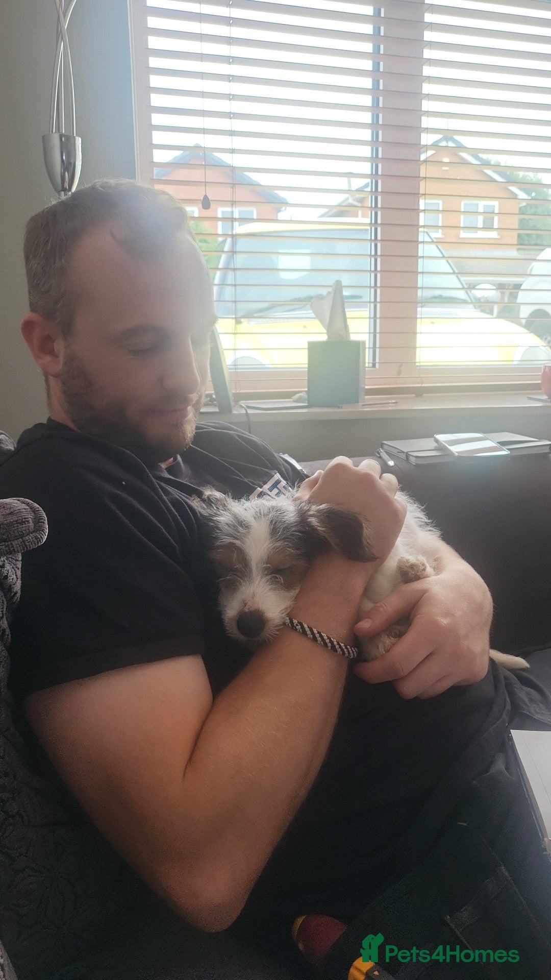 Jack Russell dogs for sale: 15 week wired haired jack Russell teddy  - Image 5