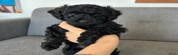 Miniature Poodle dogs for sale: Small Miniature Poodle Boys - Advert 8