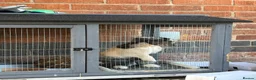 Mini Lop rabbits for sale: Male neutered  - Advert 2