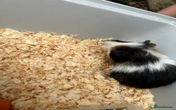 Guinea Pig rodents for sale: Baby Guinea pigs  - Image 2