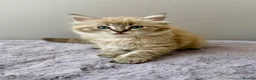 Ragdoll cats for sale: TICA registered cherubim ragdoll kittens - Advert 3