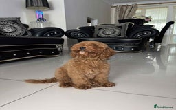 Miniature Poodle dogs for sale: LAST BOY Miniture poodles  - Advert 2