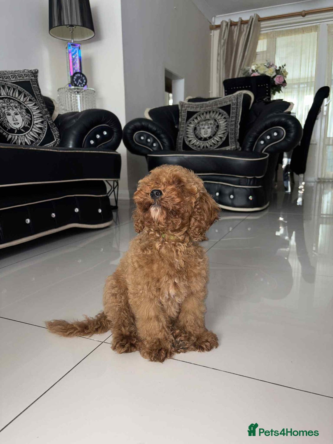 Miniature Poodle dogs for sale: LAST BOY Miniture poodles  - Advert 2