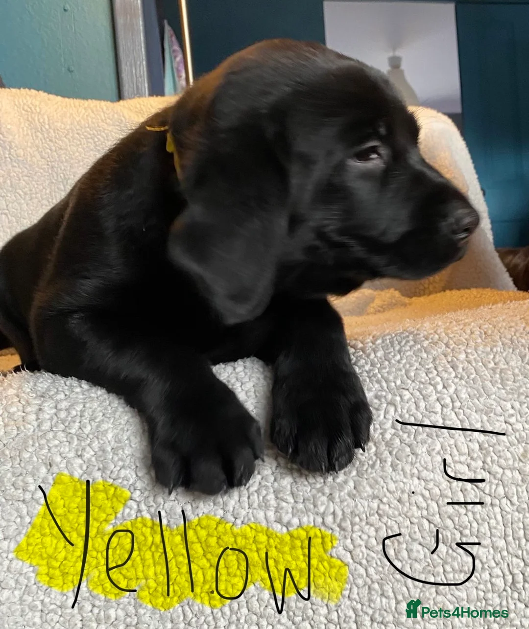 Mixed Breed dogs for sale: Labrador pups ready now  - Advert 4