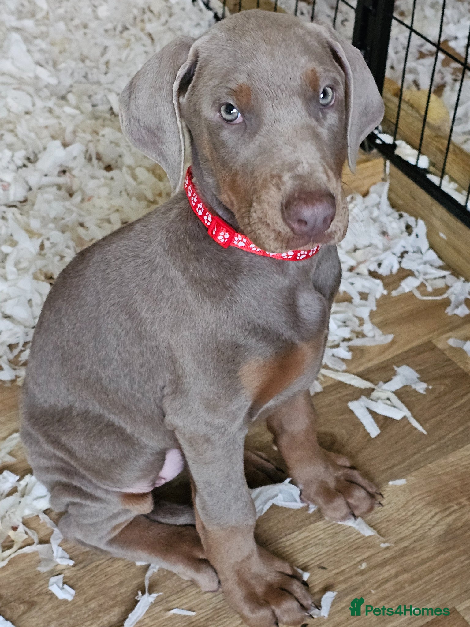 Dobermann dogs STUNNING KC DOBERMAN PUPPIES Champion Bloodlines - Advert 3