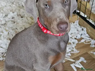 Dobermann dogs STUNNING KC DOBERMAN PUPPIES Champion Bloodlines - Advert 3