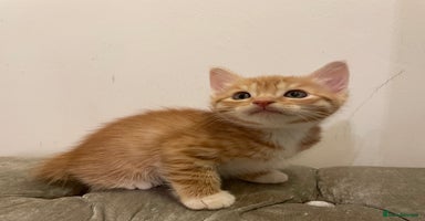 Mixed Breed cats - Advert 8