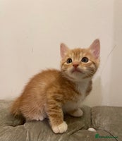 Mixed Breed cats - Advert 3