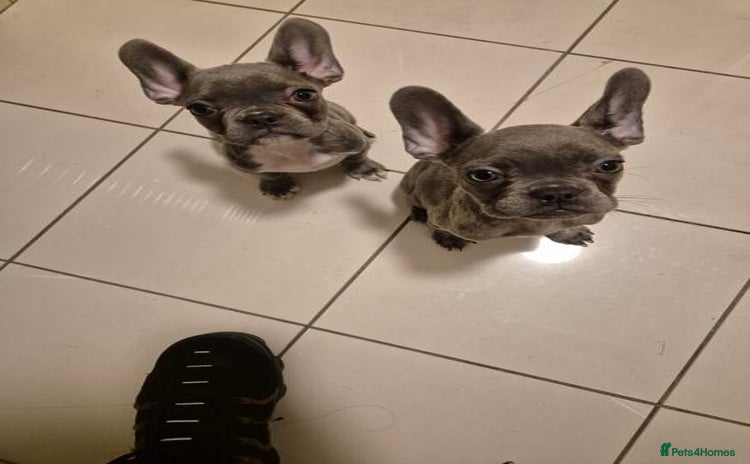 French Bulldog dogs - Advert 1