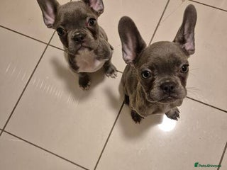French Bulldog dogs - Advert 19