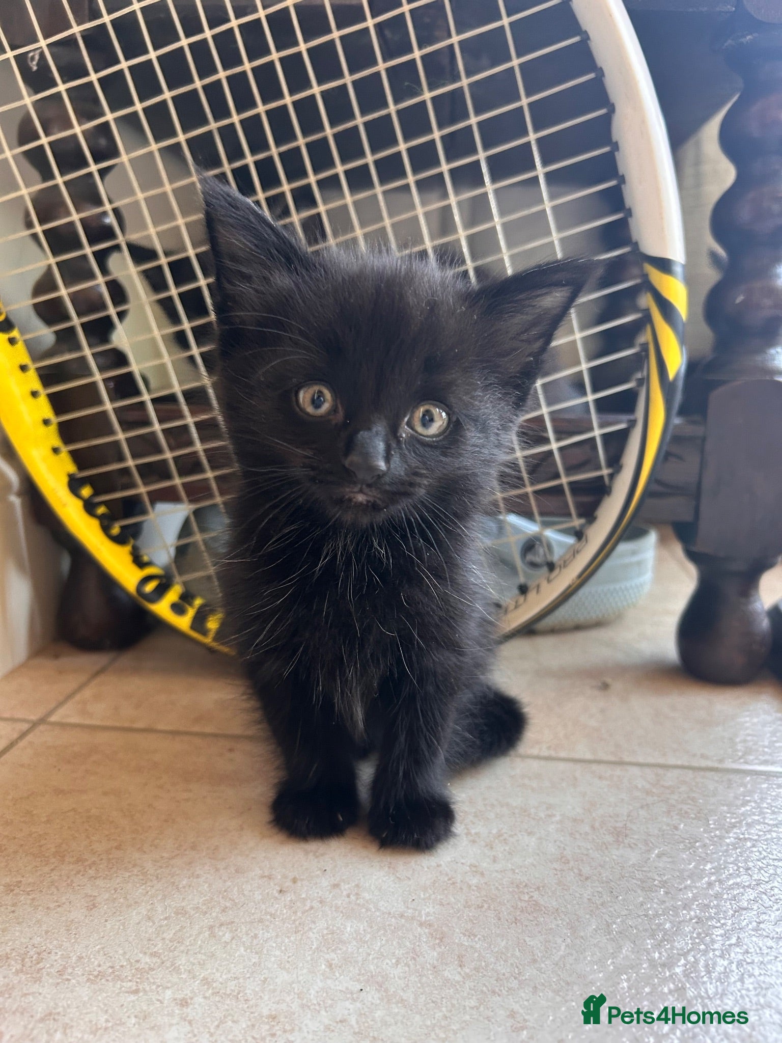Mixed Breed cats Beautiful friendly kittens - Advert 2