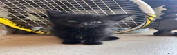 Mixed Breed cats for sale: Beautiful friendly kittens - Advert 1