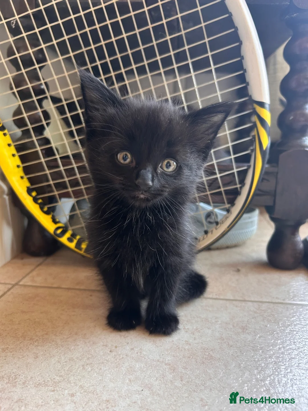 Mixed Breed cats for sale: Beautiful friendly kittens - Advert 1